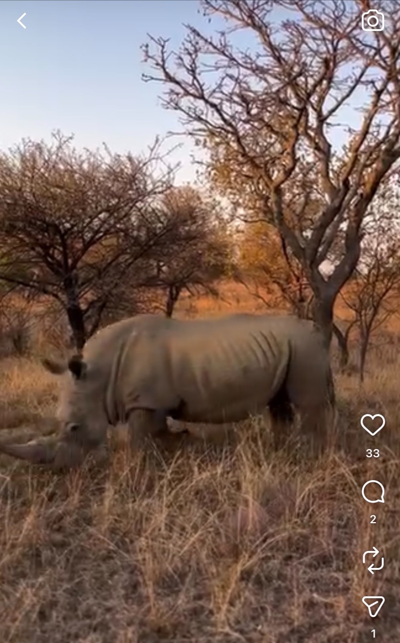 Rhino Safari